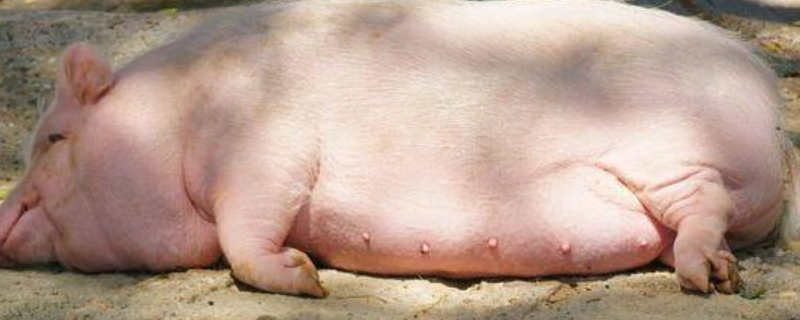 怀孕母猪什么药不能打兽医老丁