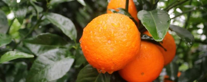 为什么6月份还有沃柑