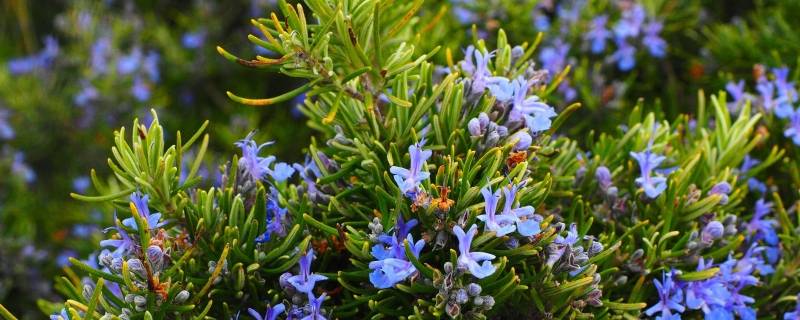 迷迭香是什么味道