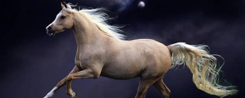 偷营劫寨是什么生肖