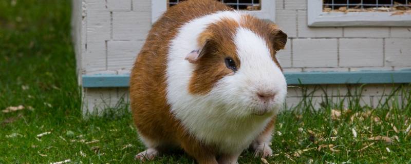 属猴的人适合养豚鼠吗