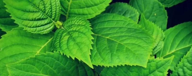 人造棉绿色有几种颜色